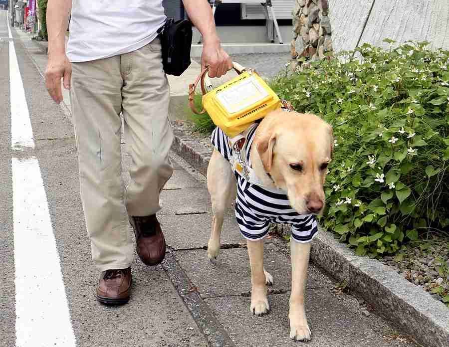 guide dog P